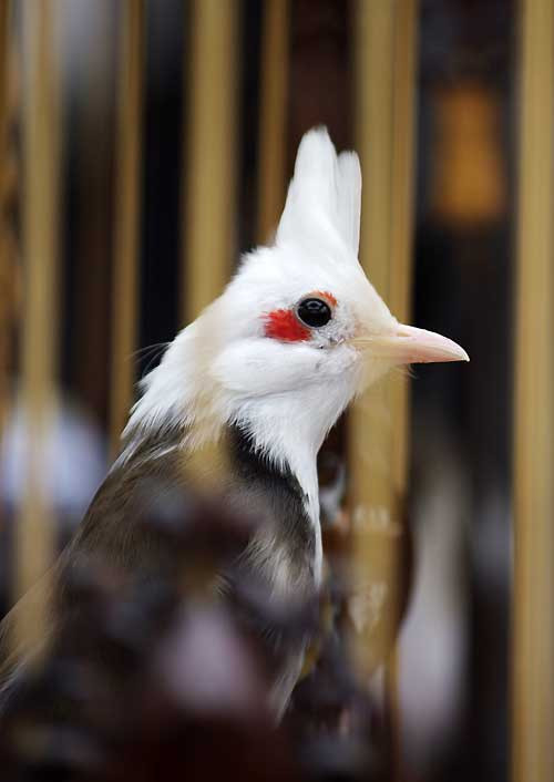 Hình ảnh chào mào mí lửa: những khoảnh khắc đẹp nhất của chú chim vô cùng  quý hiếm