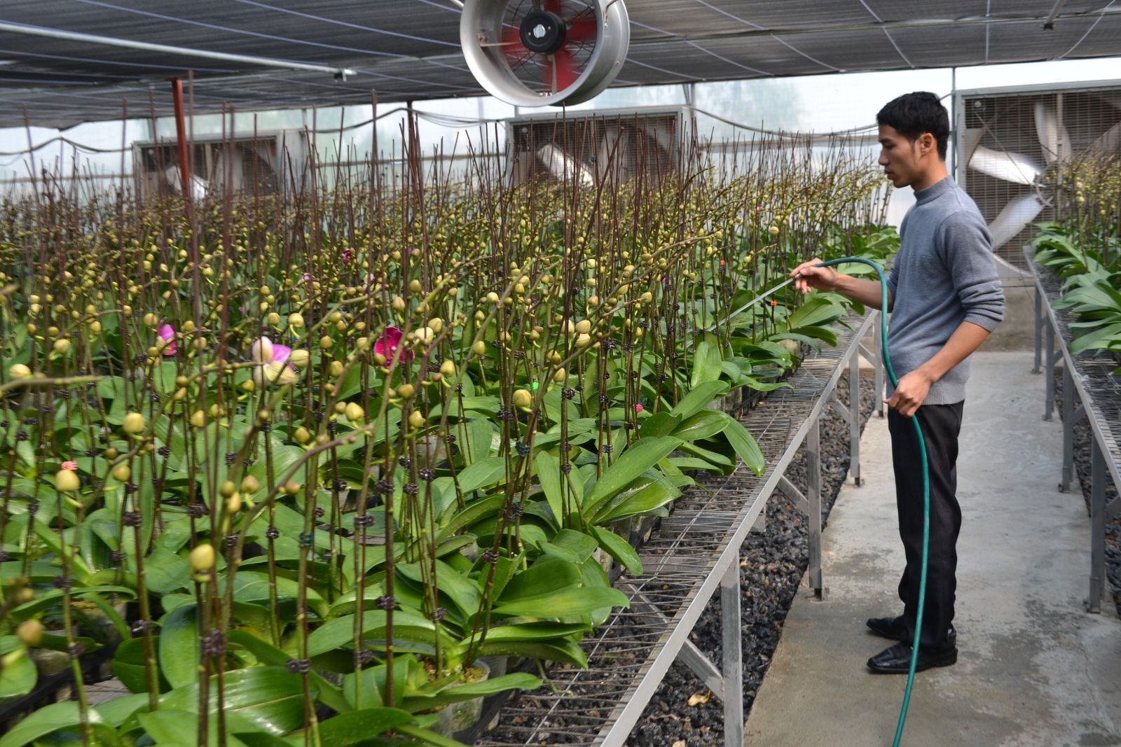Hiệu quả từ việc ứng dụng công nghệ cao trong sản xuất nông nghiệp