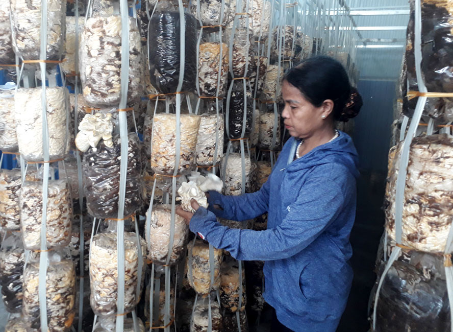 Khởi sắc nghề trồng nấm của người Khmer ở Ngọc Chúc