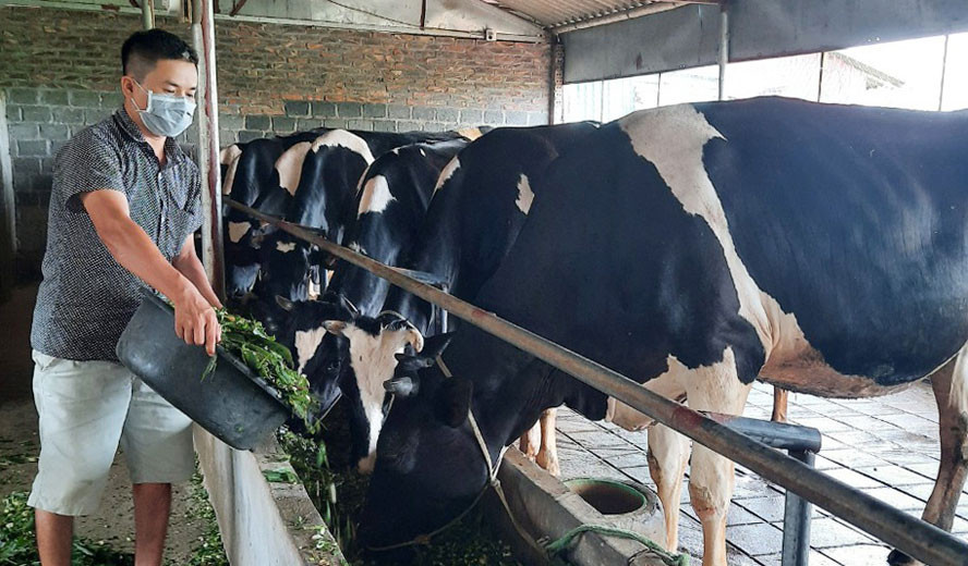 TH True MILK Trang trại chăn nuôi bò sữa tốt nhất Việt Nam  Tuổi Trẻ  Online