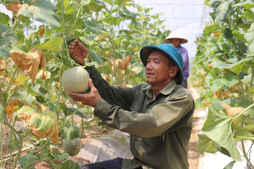 Phát triển cây ăn quả ở Hà Nội: Gỡ ''nút thắt'' để đột phá