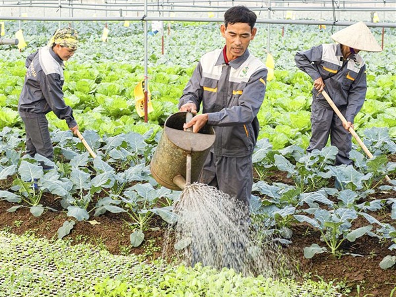 Rau sớm vụ đông lên giá, nông dân phấn khởi