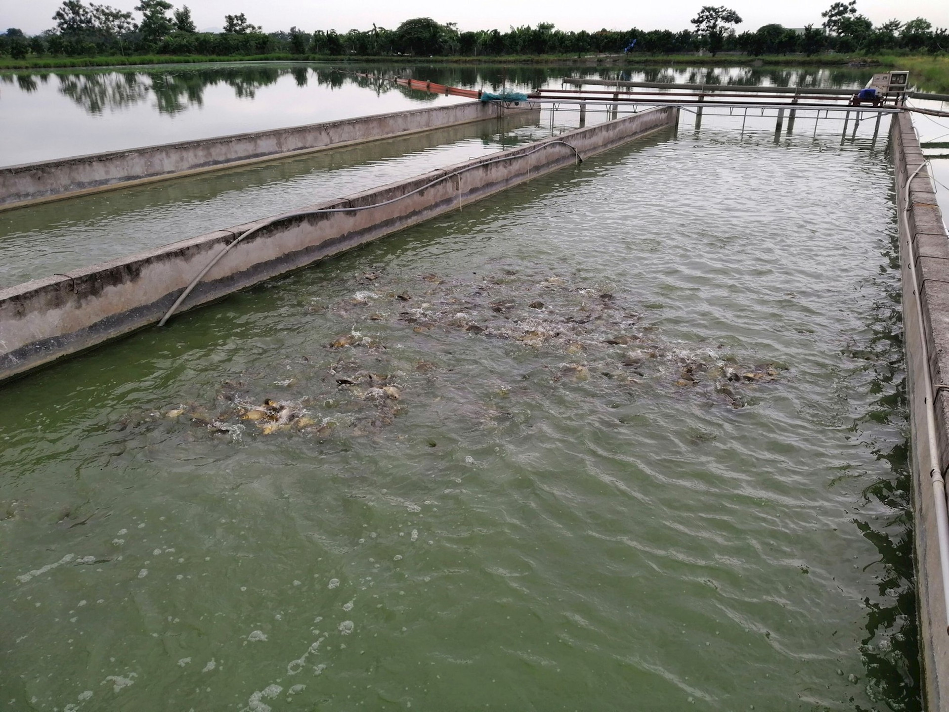Mô hình nuôi trồng thủy sản mới sông trong ao ở Thanh Sơn