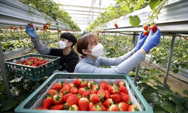 Chính sách mới của Hàn Quốc đối với lao động Việt