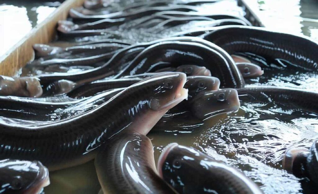 japanese-eel-farming5-1024x1024.jpg