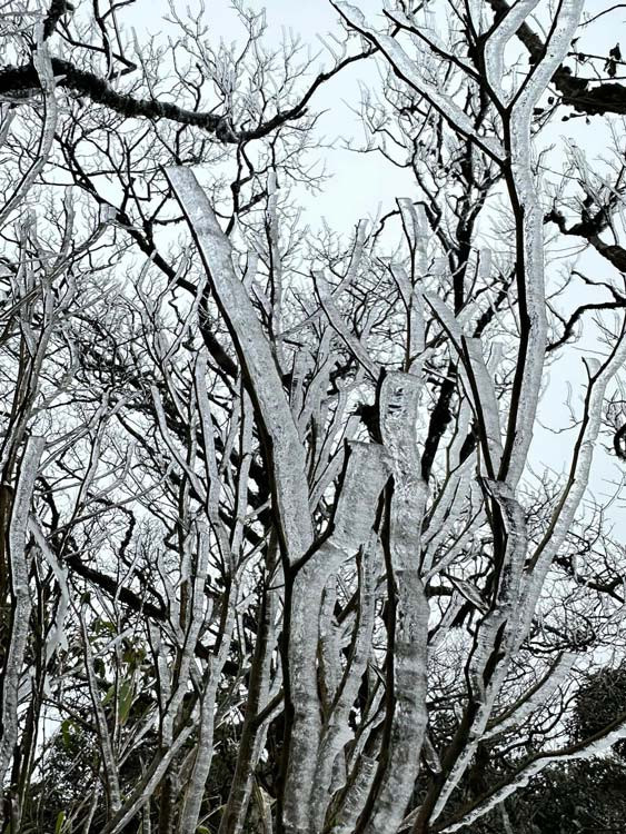 Hình ảnh các cành cây trên đỉnh núi Phja Oắc bị đóng băng được ghi lại vào sáng 23.1. Ảnh: Hà Cương.