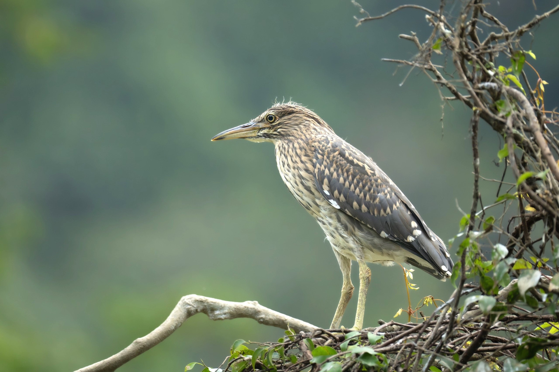 Ngắm vẻ đẹp hoang dã các loài chim ở Thung Nham - 9