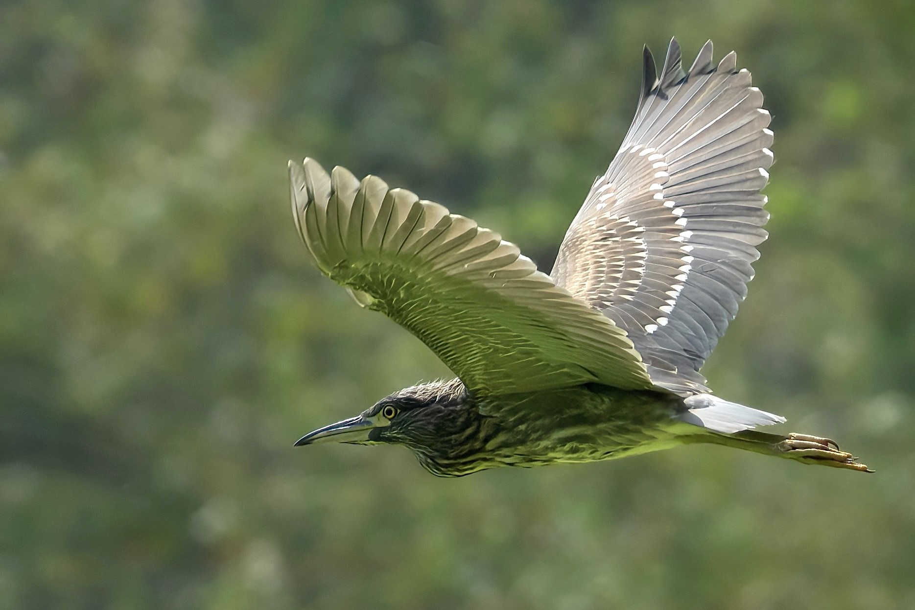 Ngắm vẻ đẹp hoang dã các loài chim ở Thung Nham - 14