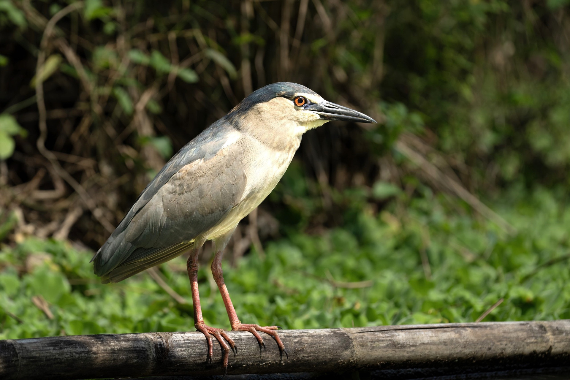 Ngắm vẻ đẹp hoang dã các loài chim ở Thung Nham - 8