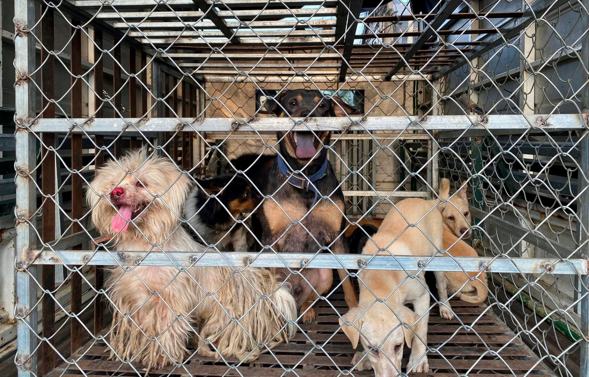 Chó thả rông bị bắt giữ tại thành phố Hồ Chí Minh.