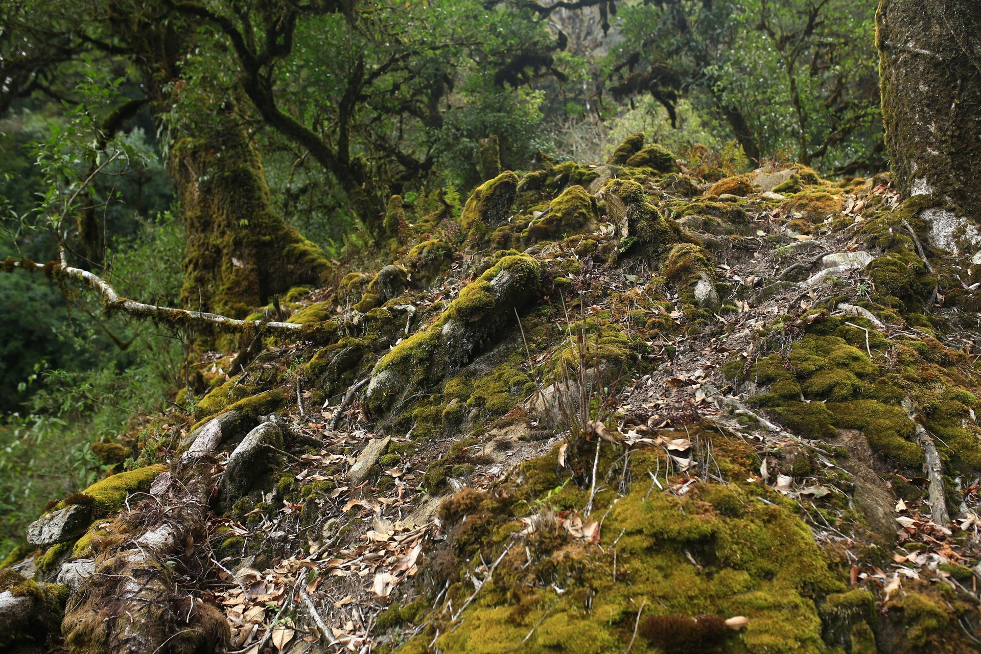Ngắm nhìn khu rừng nguyên sinh đẹp như cổ tích trên đỉnh núi mới ở Tà Xùa - 12
