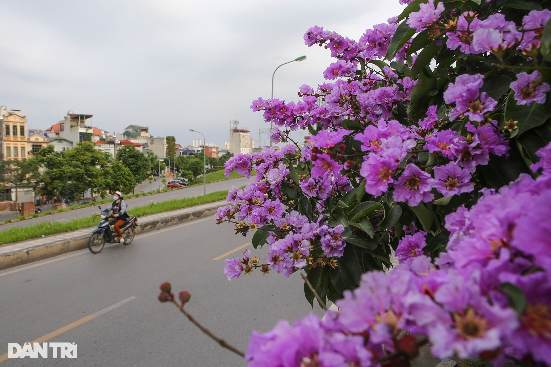 Hà Nội: Thành phố của những mùa hoa - 14