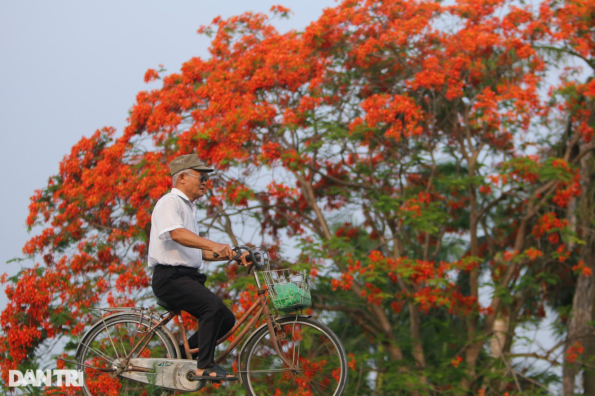 Hà Nội: Thành phố của những mùa hoa - 7
