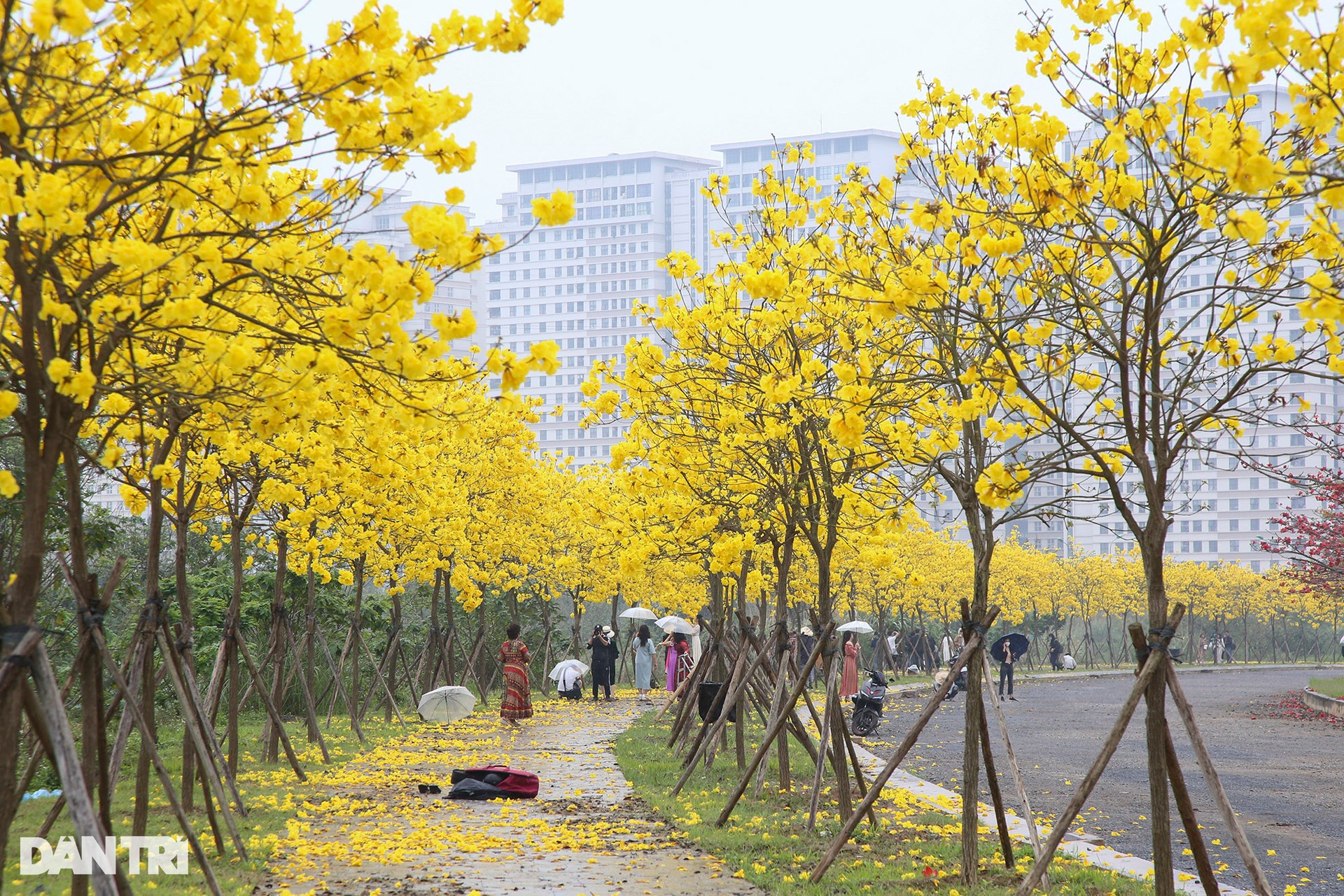 Hà Nội: Thành phố của những mùa hoa - 20