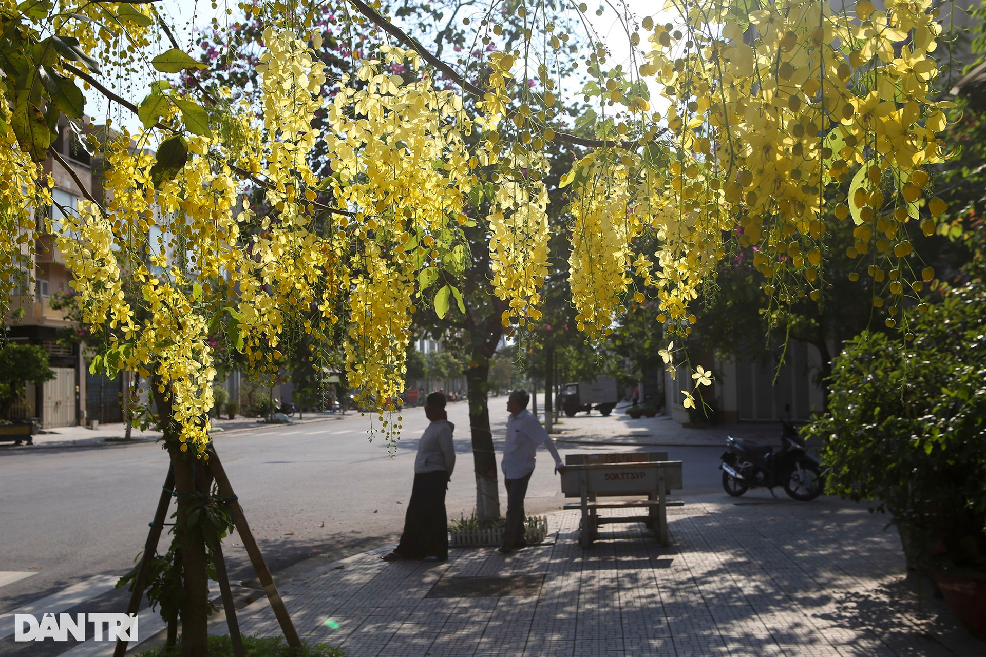 Hà Nội: Thành phố của những mùa hoa - 4