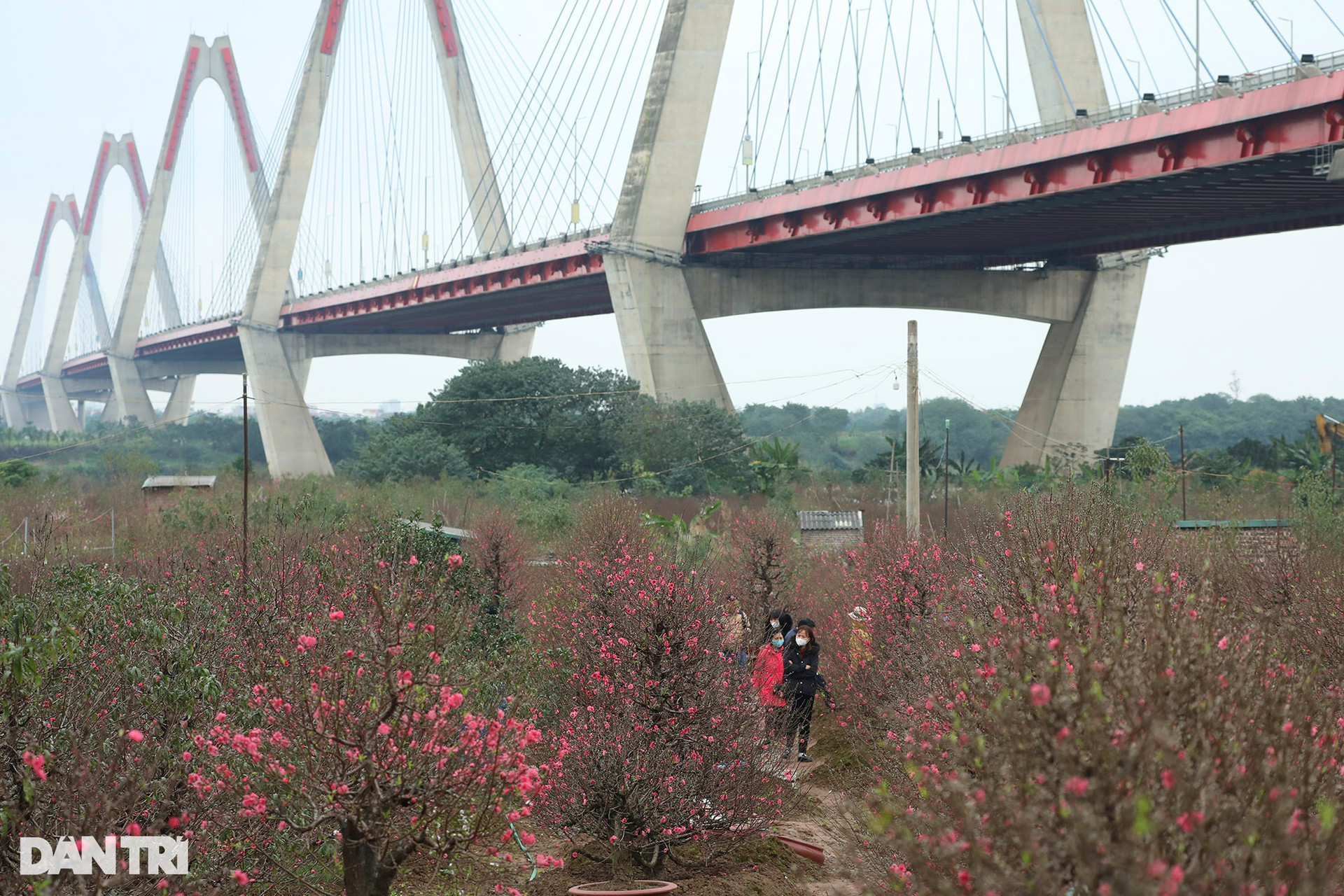 Hà Nội: Thành phố của những mùa hoa - 16