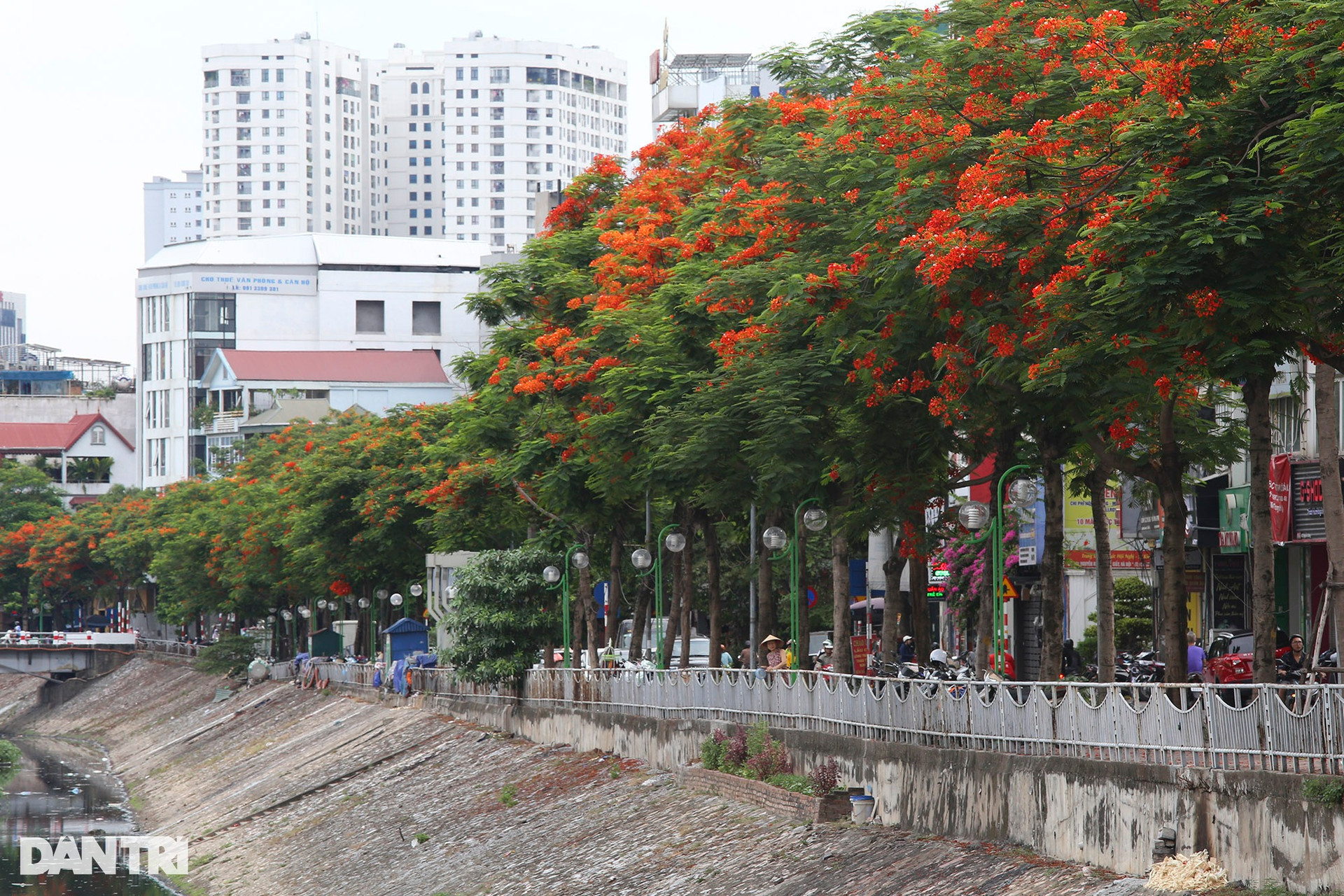 Hà Nội: Thành phố của những mùa hoa - 6