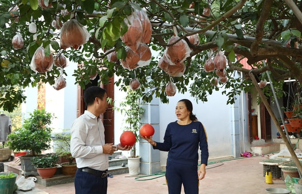 buoi-do-dong-cao-huyen-me-linh-can-duoc-bao-ton-va-nhan-rong-de-nang-cao-gia-tri-kinh-te-mang-lai-thu-nhap-on-dinh-cho-nguoi-dan.-anh-tin-nguyen.jpg