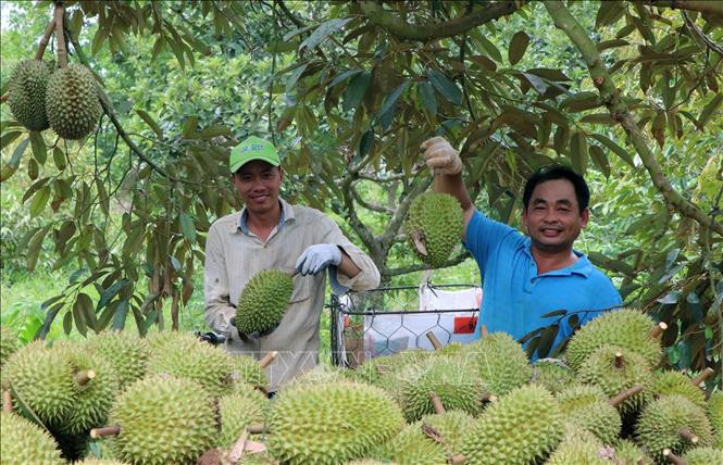 thu-hoach-sau-rieng-tai-hop-tac-xa-lien-duc-tinh-ba-ria-vung-tau-.-anh-ttxvn.jpg