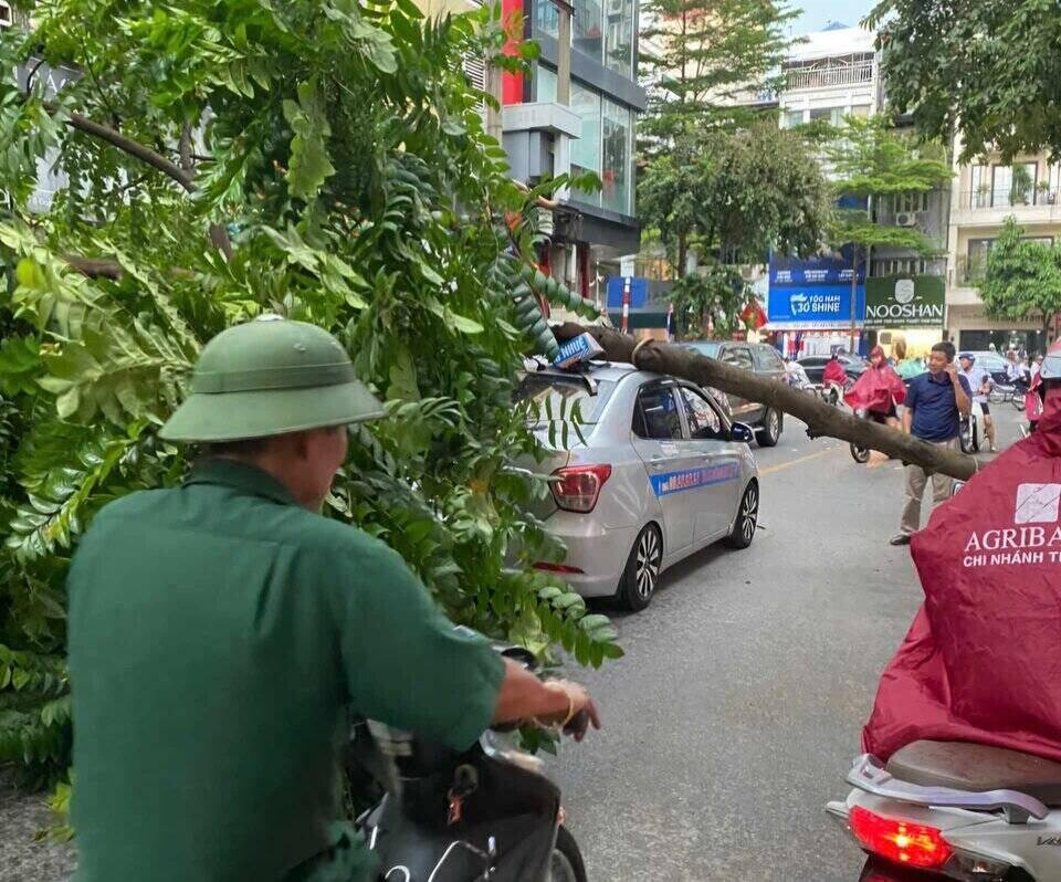 Một cây đổ ngã đè xe ô tô tại Phố Đoàn Thị Điểm, quận Đống Đa. Ảnh: Hoàng Lộc