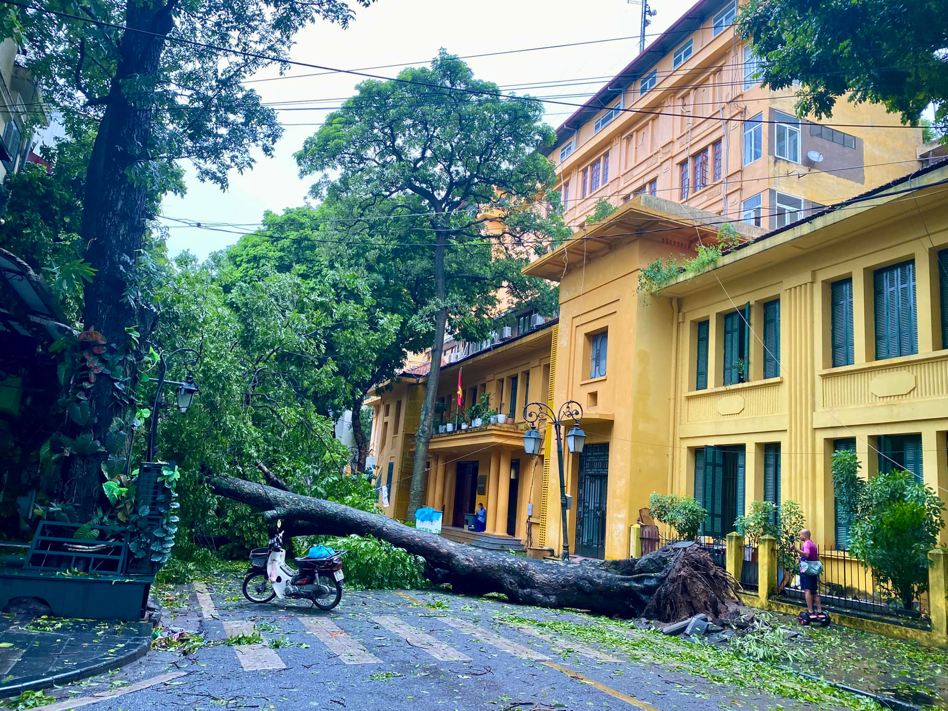 Cây sấu cổ thụ trên phố Đinh Lễ (quận Hoàn Kiếm) bật gốc trong đêm 8-9. Ảnh: Hương Vũ