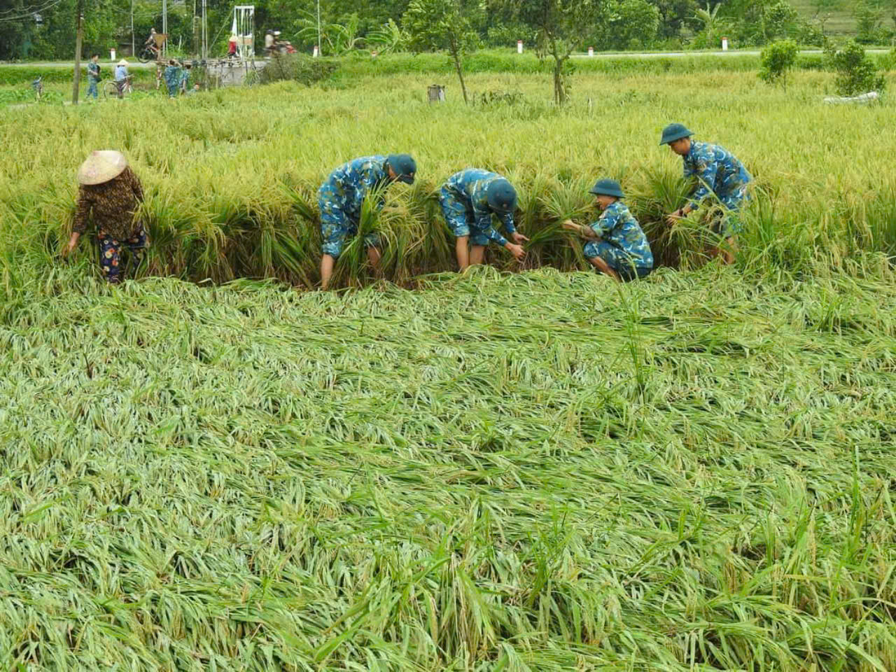 Các chiến sĩ Sư đoàn 371 hỗ trợ người dân xã Quang Tiến buộc, dựng lại lúa. Ảnh: Ngô Huân