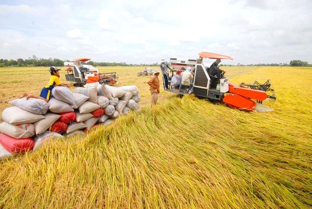 Chính phủ ban hành chính sách hỗ trợ bảo vệ đất trồng lúa- Ảnh 1.