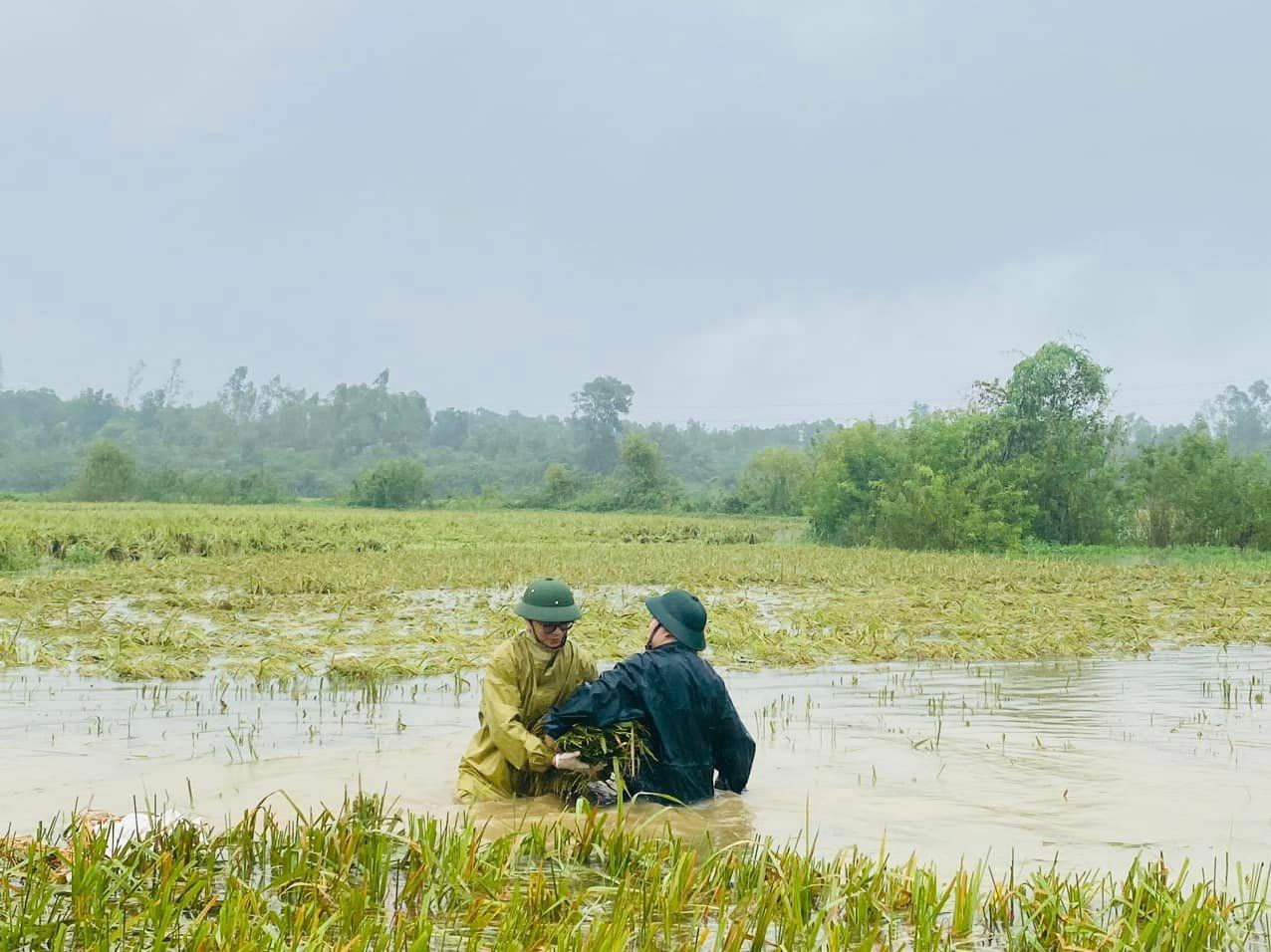 Lực lượng Công an xã Bình Yên hỗ trợ nông dân thu hoạch lúa mùa. Ảnh: Thu Hương.