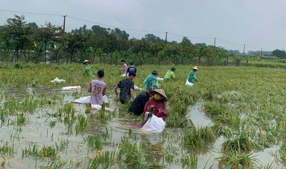 Các lực lượng chức năng hỗ trợ nông dân xã Hạ Bằng thu hoạch lúa mùa bị ngập. Ảnh: Thu Hương