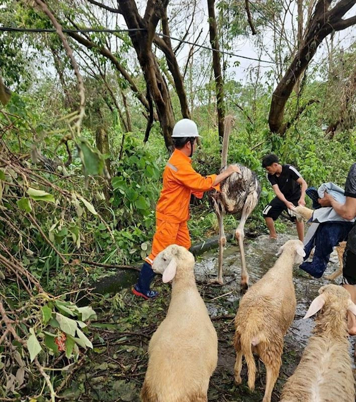 [Podcast] Tin tức ngày 11-9: Ngừng cấp điện các điểm ngập ở Hà Nội để bảo đảm an toàn