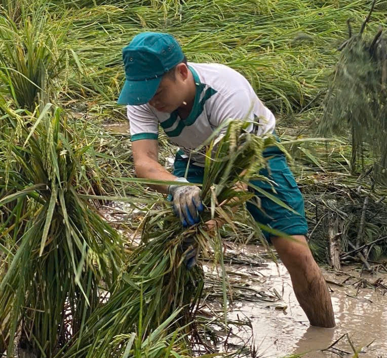 Lực lượng chức năng hỗ trợ nông dân xã Hương Ngải dựng lúa mùa bị đổ, ngập. Ảnh: Thu Hương.