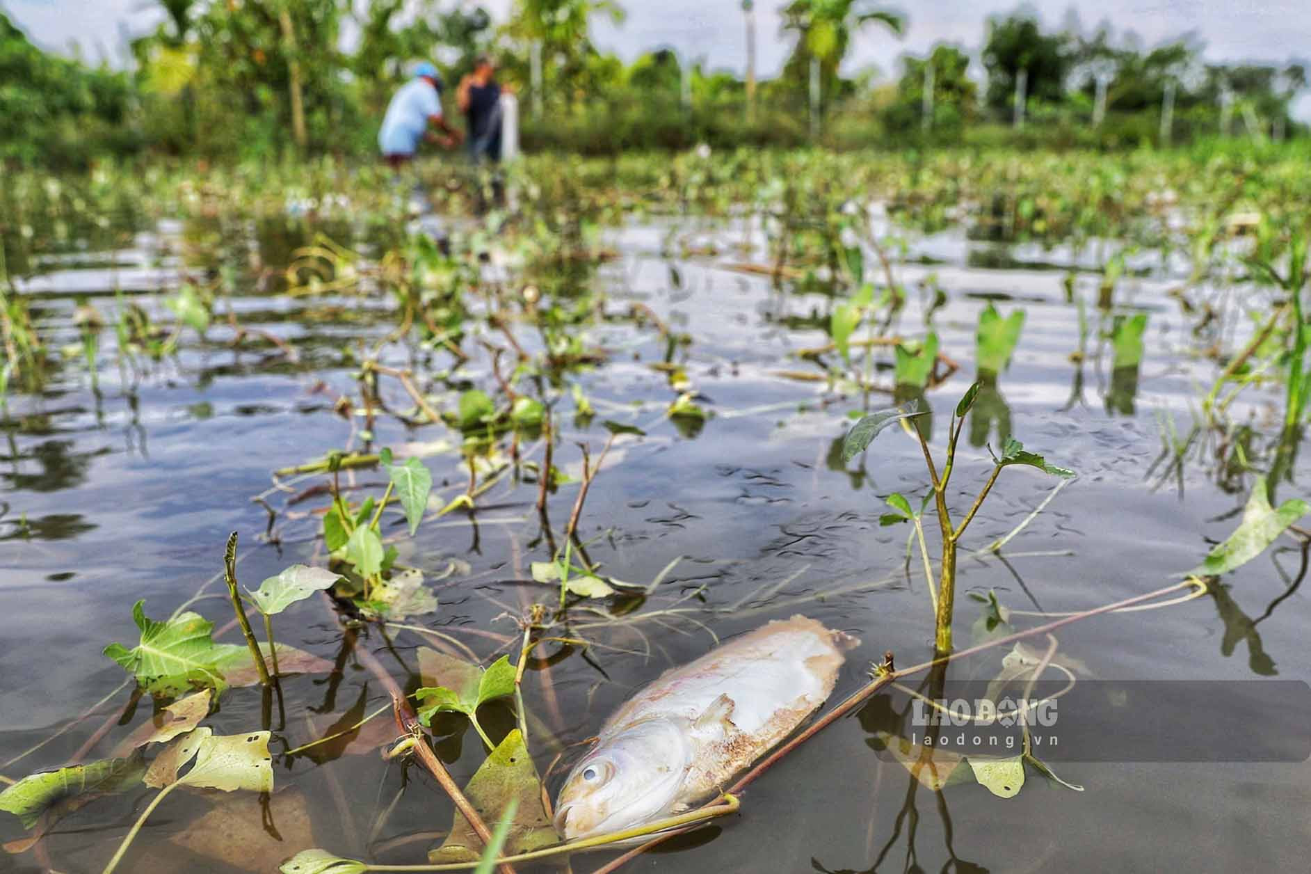 Ghi nhận tại khu vực đường gom đã có tình trạng cá chết nổi lên mặt nước gây mùi hôi thối.