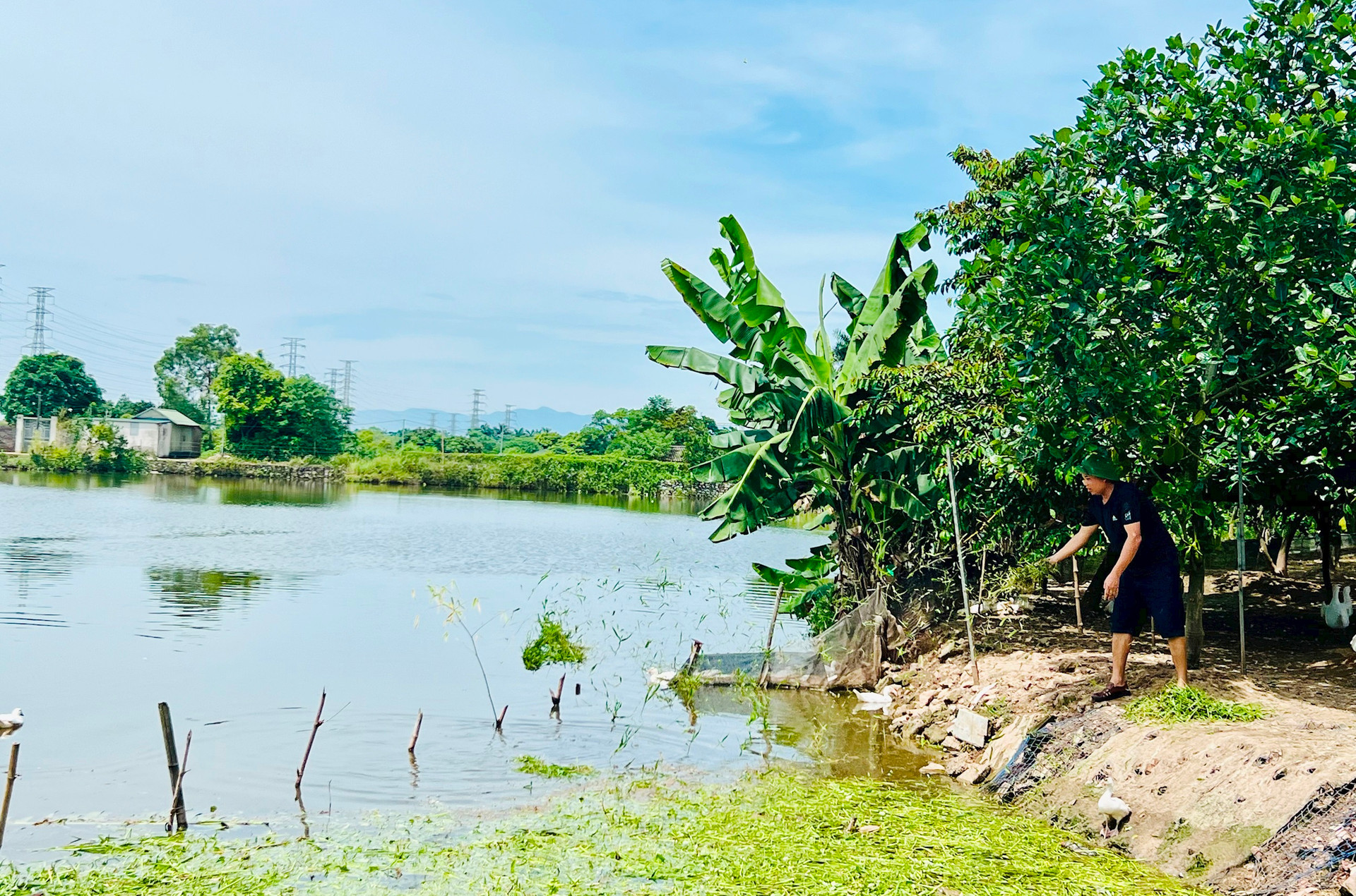 nhieu-ho-thue-dat-nong-nghiep-cong-ich-o-thi-tran-quoc-oai-da-trong-cay-an-qua-cai-tao-ao-nuoi-trong-thuy-san-de-nghi-duoc-keo-dai-thoi-gian-thue-dat-de-thu-hoi-von..jpg