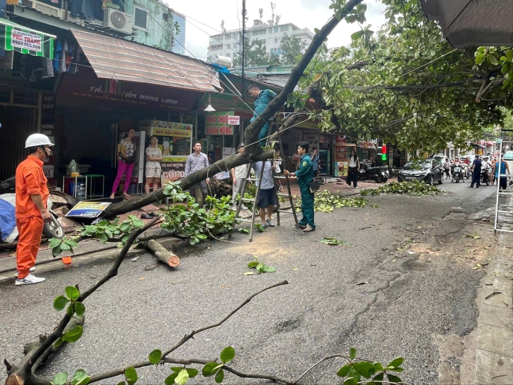 Hà Nội: 98 cây xanh quý bị gãy, đổ do bão số 3 được cứu sống, trồng lại