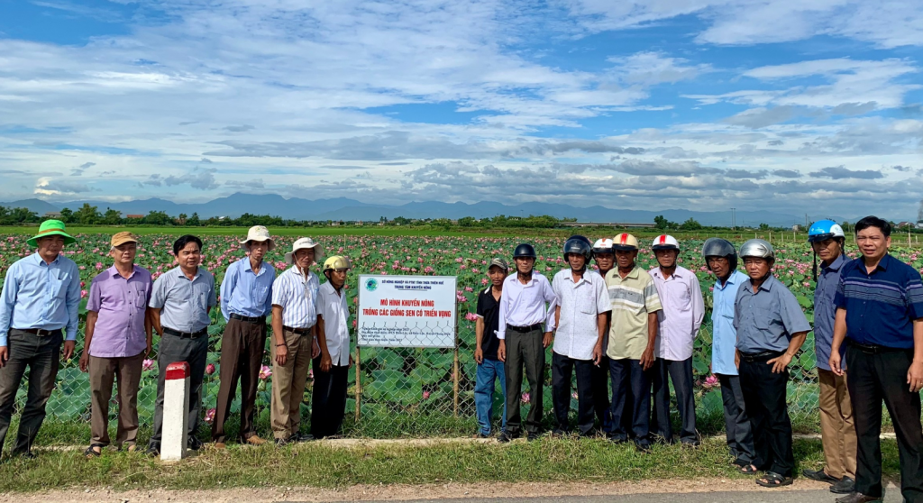 Mô hình trồng các giống sen triển vọng ở Huế mang lại thu nhập cao cho người dân (Ảnh CTV) Mô hình trồng các giống sen triển vọng ở Huế mang lại thu nhập cao cho người dân (Ảnh CTV)
