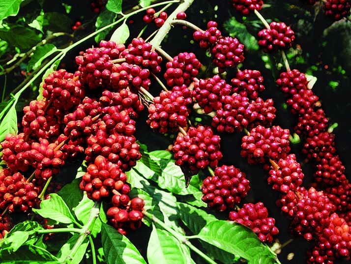 Giá cà phê tiếp tục suy yếu