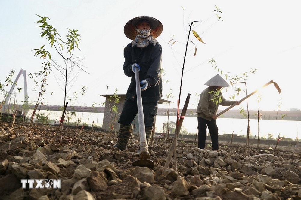 Những ngày này, tại làng trồng đào Nhật Tân, Phú Thượng người dân tất bật khôi phục lại vườn đào cho kịp vụ Tết. (Ảnh: Hà Anh/TTXVN phát)