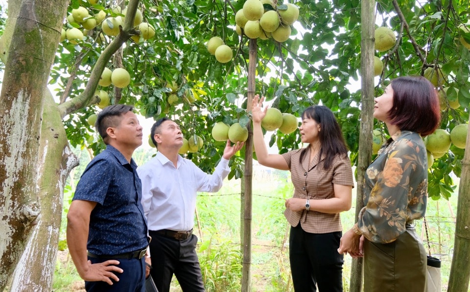 huyen-phuc-tho-quy-hoach-vung-trong-buoi-chat-luong-cao.-anh-tung-nguyen.jpeg