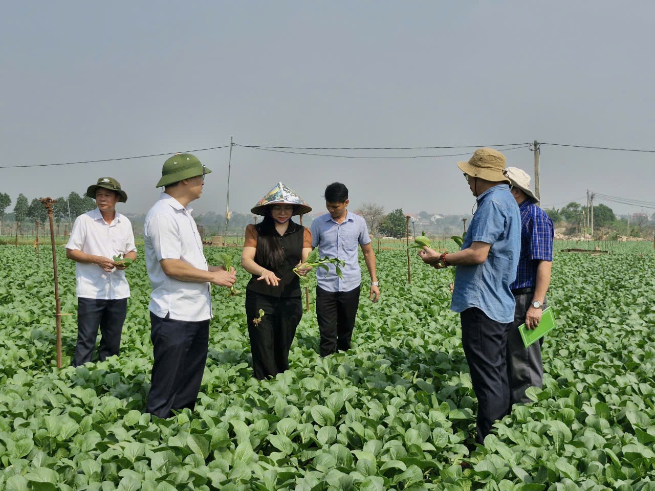 chuyen-gia-bo-nn-ptnt-kiem-tra-quy-trinh-san-xuat-rau-an-toan-tai-vung-trong-rau-thon-dong-cao-xa-trang-viet-huyen-me-linh-.-anh-hoang-son.jpg