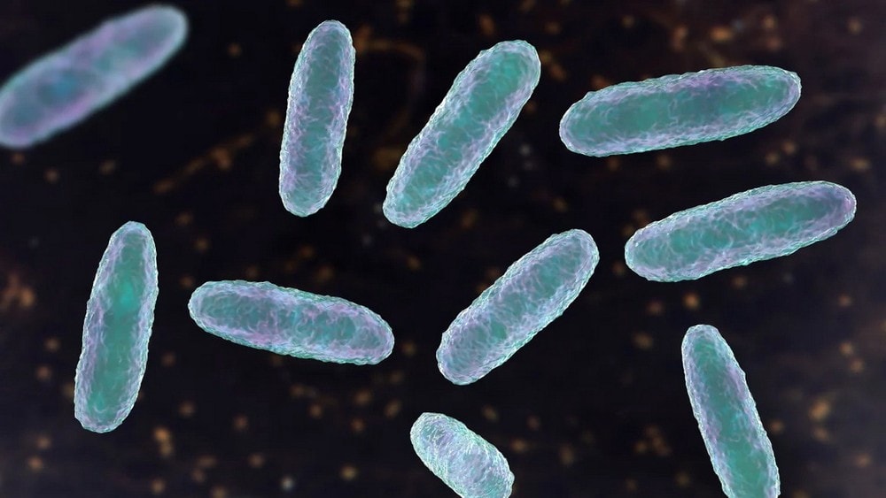 Hình minh họa về vi khuẩn Klebsiella oxytoca. (Ảnh: Getty Images)