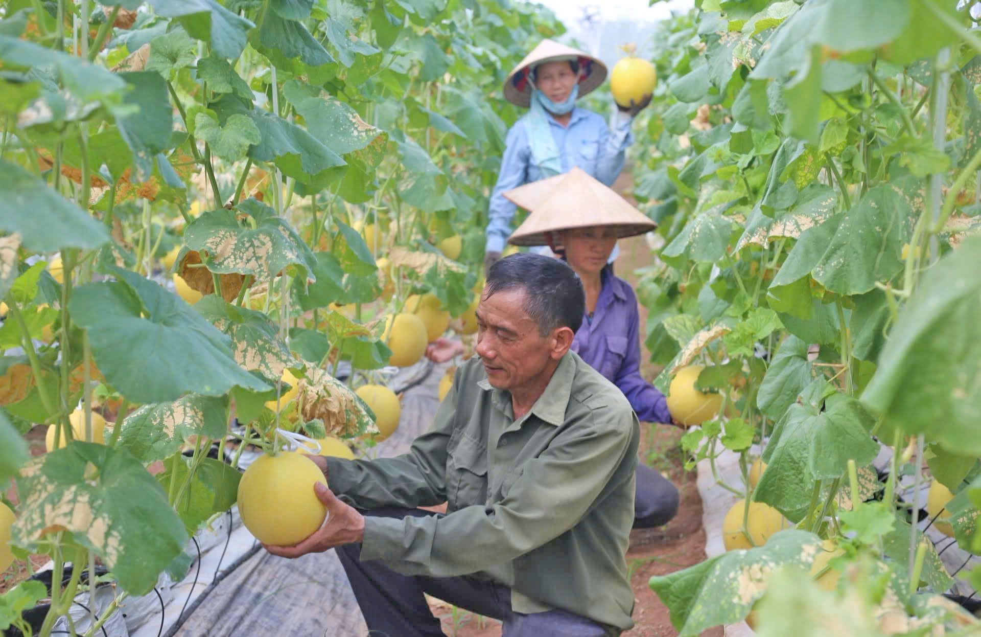 cham-soc-dua-luoi-mo-hinh-san-xuat-nong-nghiep-theo-huong-kinh-te-tuan-hoan-tai-xa-hong-quang-huyen-ung-hoa-..jpg