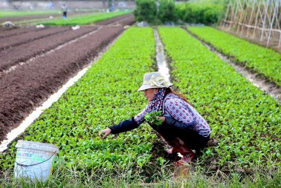 Sản lượng rau vụ đông đủ cung ứng cho thị trường Tết Nguyên đán Ất Tỵ 2025. Ảnh: Tùng Nguyễn.