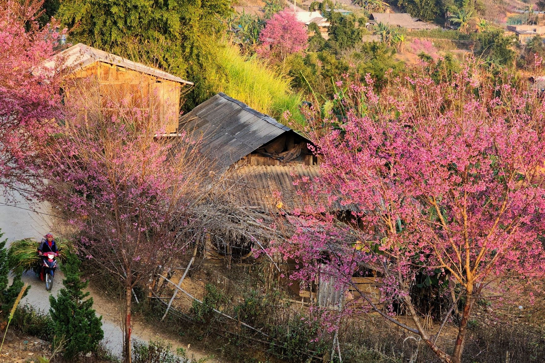 Hoa tớ dày thuộc họ hoa đào, hoa có năm cánh hồng nhụy dài màu đỏ và nở thành từng chùm quyến rũ. Theo Thào A Su, một bạn trẻ người Mông làm du lịch ở xã La Pán Tẩn, hoa tớ dày bắt đầu nở từ trên núi cao xuống thấp vì thời tiết lạnh sẽ kích hoa nở sớm hơn.