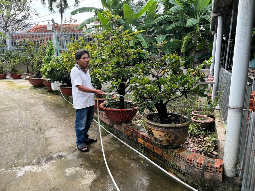 Anh Phương chăm sóc vườn mai của mình cho mùa vụ kiểng đón Tết