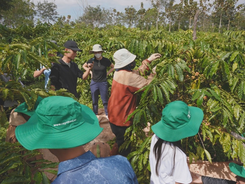 Thu hoạch, tự tay hái những trái cà phê chín cùng người bản địa, chế biến cà phê Robusta