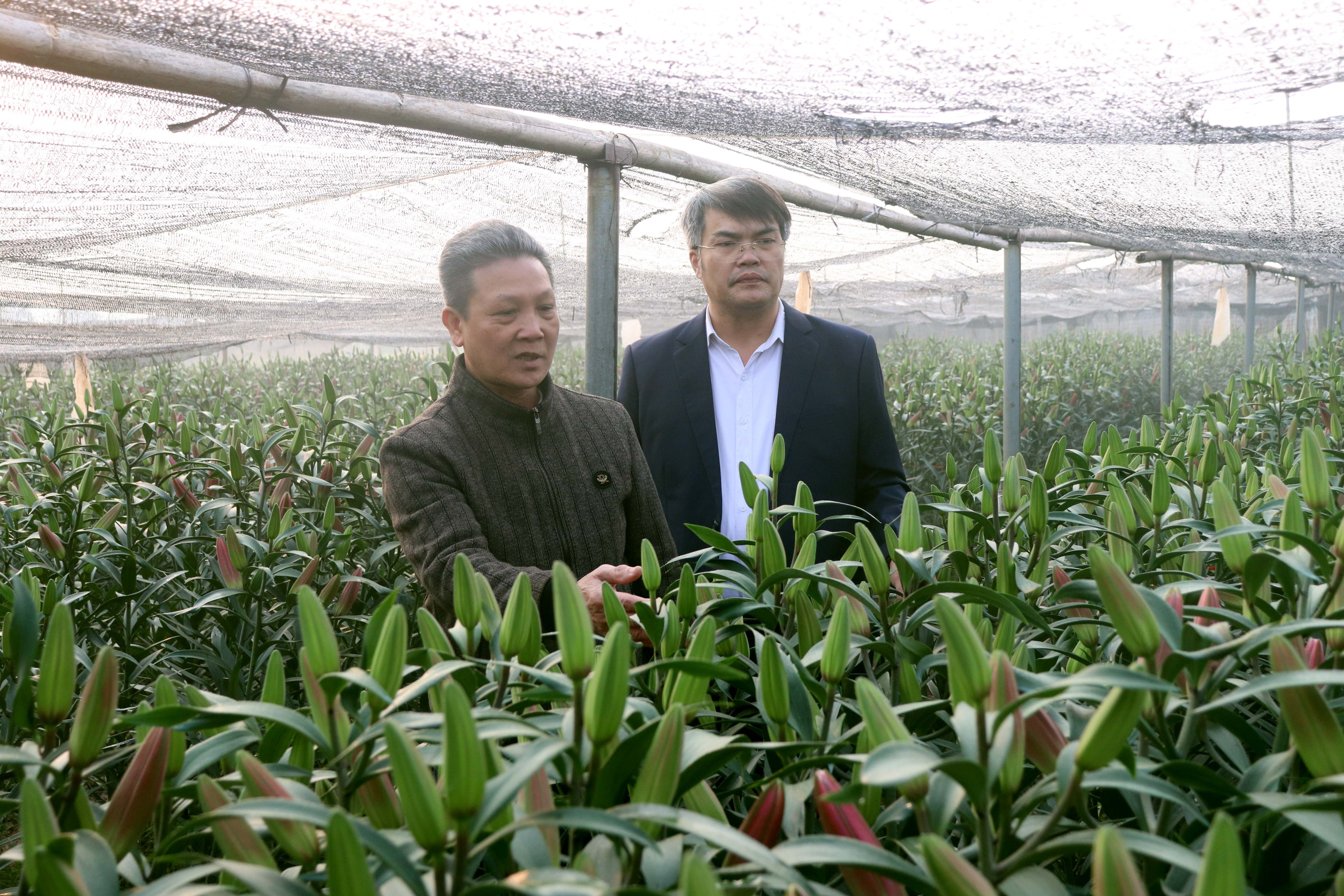 Thủ phủ hoa Tây Tựu tất bật ngày cận Tết