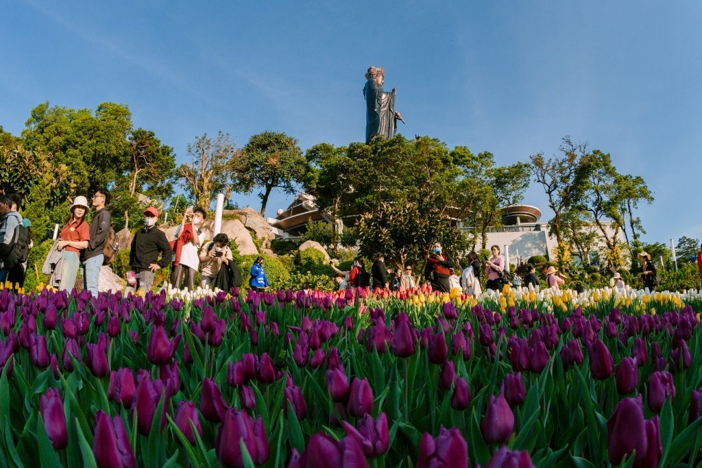 Hoa tulip nở rực rỡ trên đỉnh núi Bà Đen. Ảnh: Sun World Ba Den Mountain