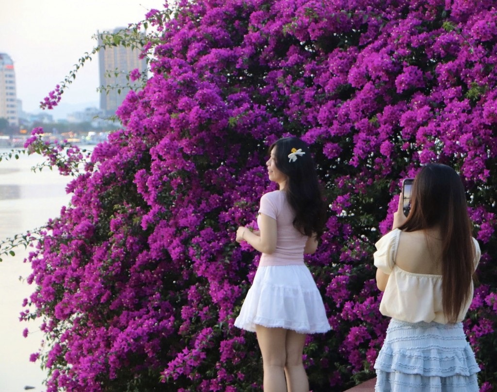 Vẻ đẹp của hoa giấy khiến bao người xuyến xao, nao lòng (Ảnh Đ.Minh) Vẻ đẹp của hoa giấy khiến bao người xuyến xao, nao lòng (Ảnh Đ.Minh)