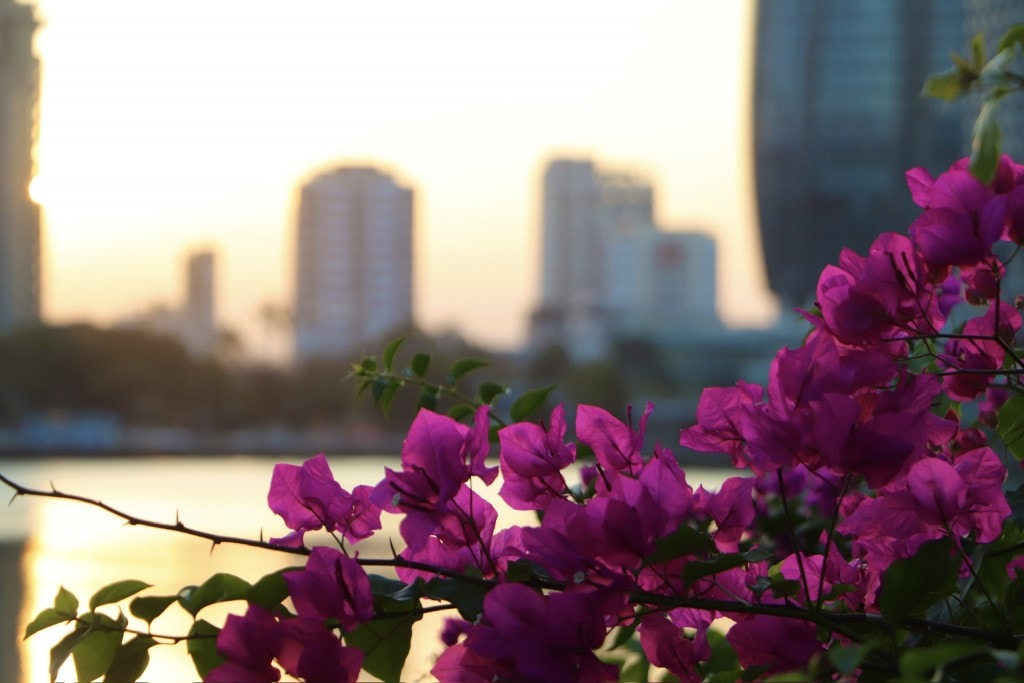 Hoa giấy sẽ nở vào cả 4 mùa trong năm, tuy nhiên đẹp và rực rỡ nhất là vào tháng 3 (Ảnh Đ.Minh) Hoa giấy sẽ nở vào cả 4 mùa trong năm, tuy nhiên đẹp và rực rỡ nhất là vào tháng 3 (Ảnh Đ.Minh)