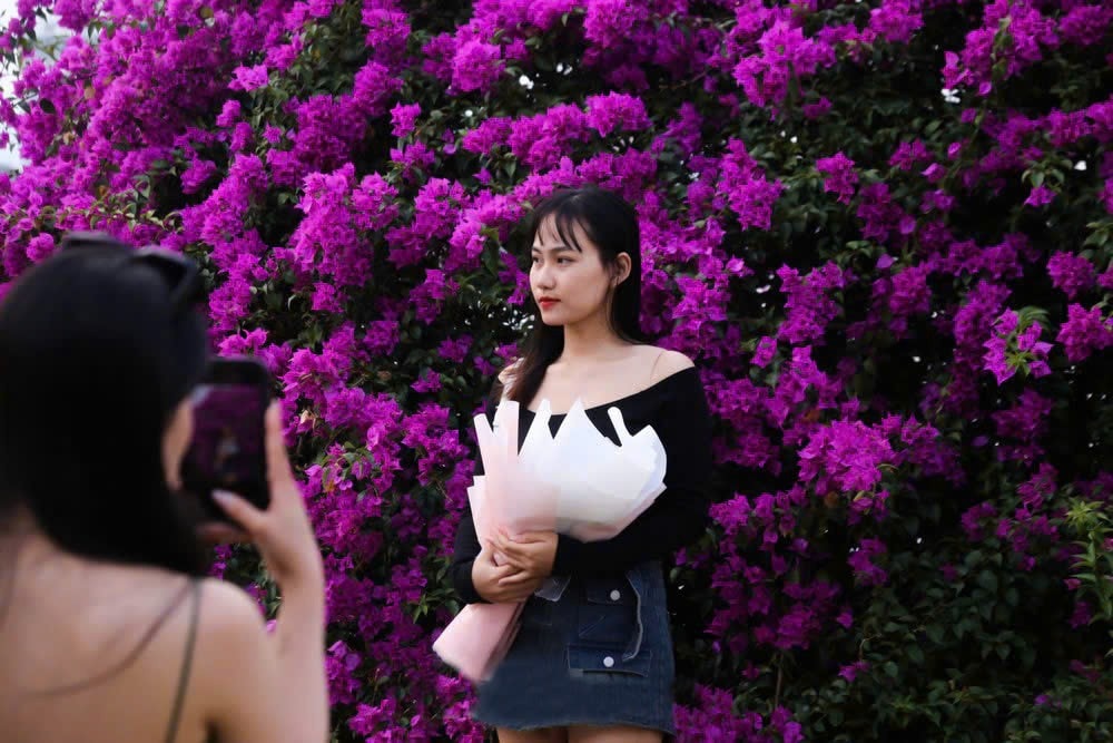 Các bạn trẻ không khỏi trầm trồ trước vẻ đẹp giản dị của giàn hoa giấy (Ảnh Đ.Minh) Các bạn trẻ không khỏi trầm trồ trước vẻ đẹp giản dị của giàn hoa giấy (Ảnh Đ.Minh)